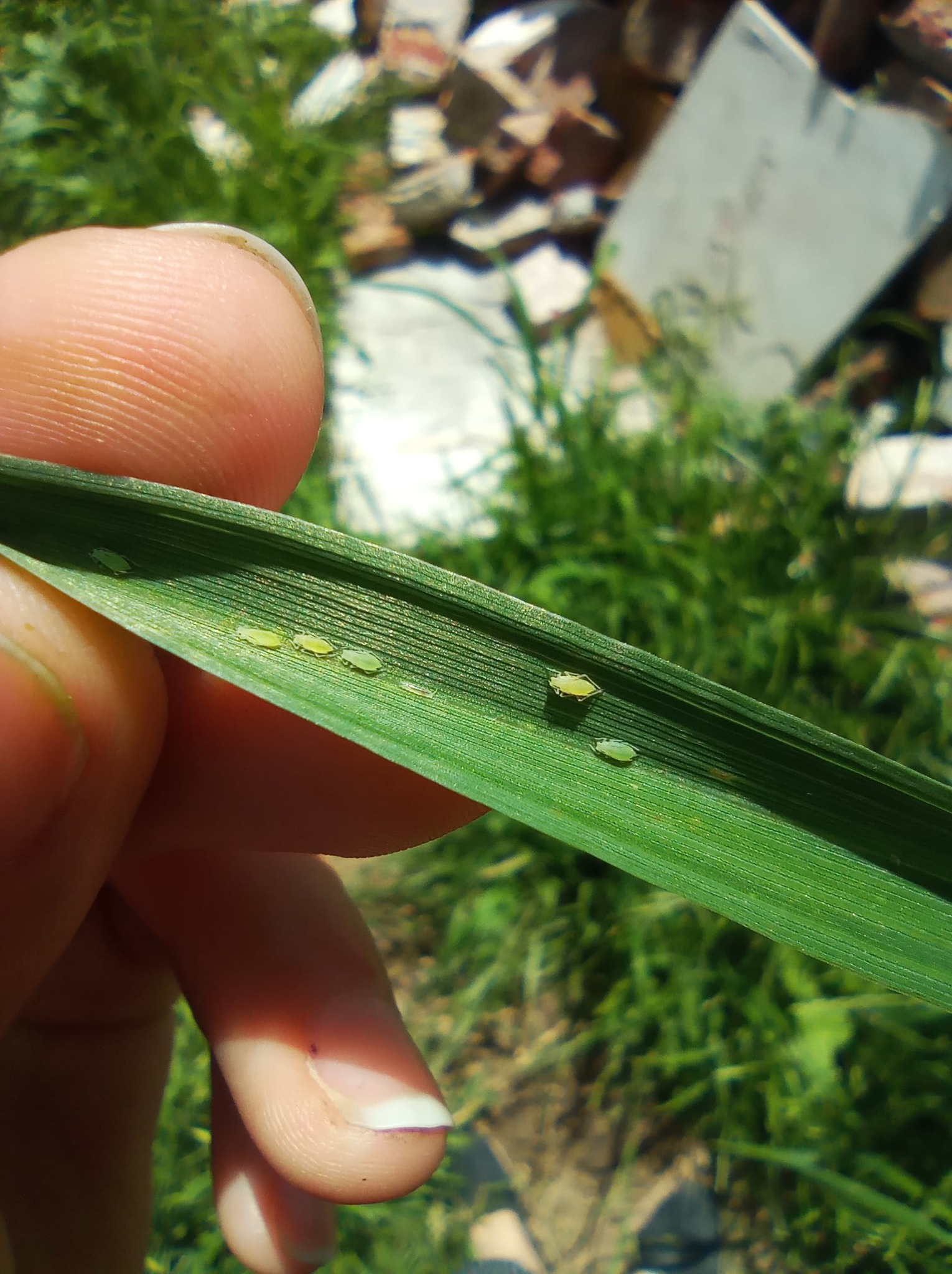 Plaga de PULGÓN DE LAS HOJAS DE LOS CEREALES, SCHIZAPHIS GRAMINUM