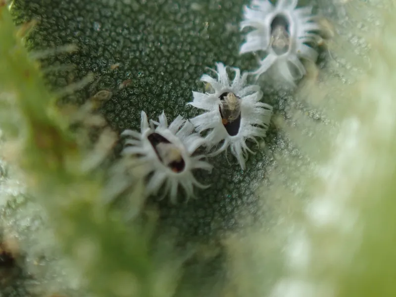 Plaga de MOSCAS BLANCAS, ALEYRODIDAE