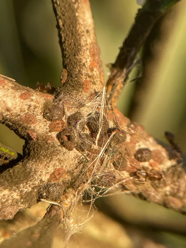 Plaga de CAPARRETA NEGRA, SAISSETIA OLEAE