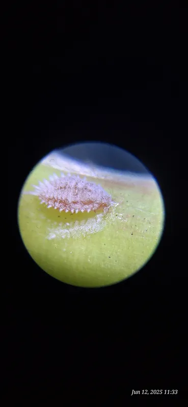 Plaga de MELAZO DE LA VID, PLANOCOCCUS FICUS