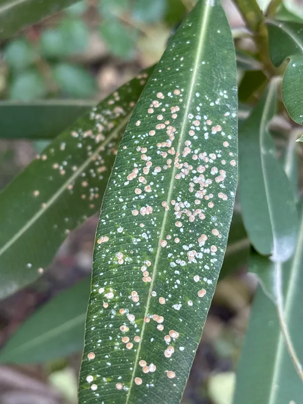 Plaga de PIOJO BLANCO, ASPIDIOTUS NERII