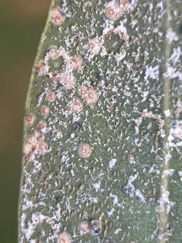 Plaga de PIOJO ROJO DE CALIFORNIA, AONIDIELLA AURANTII