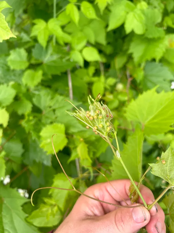 Plaga de FILOXERA DE LA VID, DAKTULOSPHAIRA VITIFOLIAE