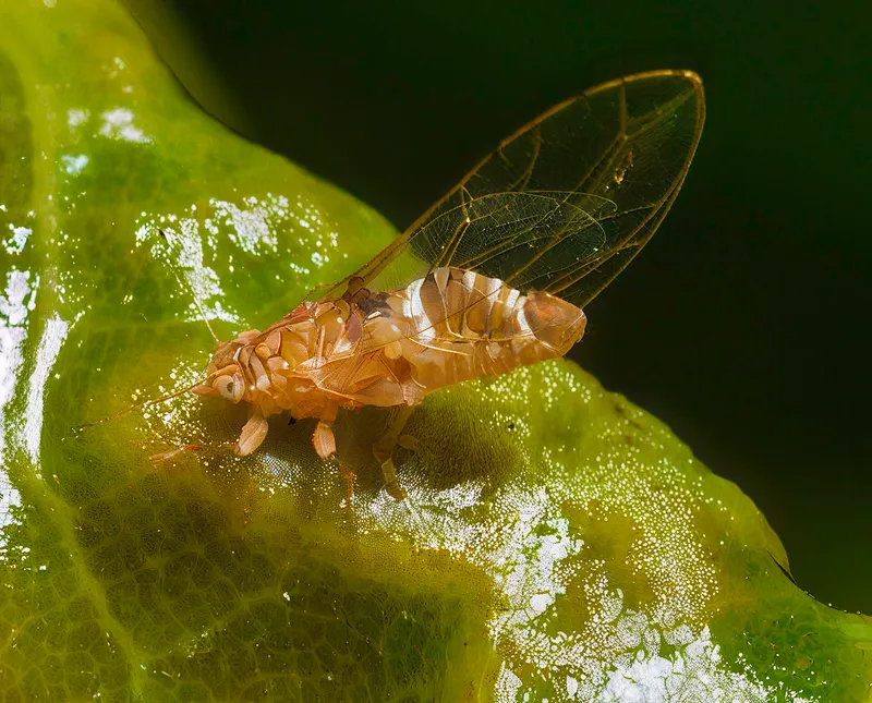 Plaga de PSÍLIDOS, PSYLLIDAE