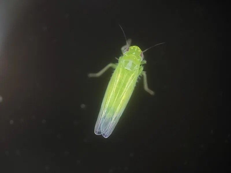 Plaga de MOSQUITOS VERDES, EMPOASCA SPP.