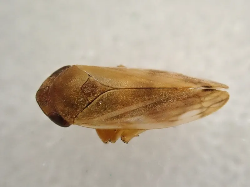 Plaga de ESPUMADORA, NEOPHILAENUS CAMPESTRIS