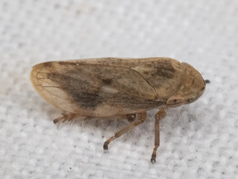 Plaga de ESPUMADORA, PHILAENUS SPUMARIUS