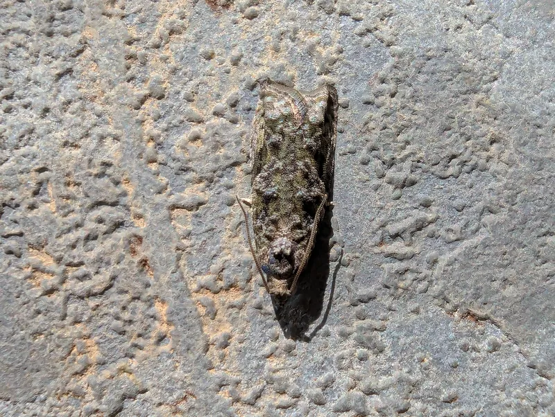 Plaga de TORTRÍCIDOS, TORTRICIDAE