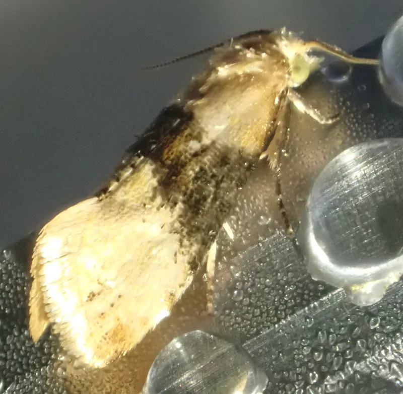 Plaga de POLILLA DE LA VID, EUPOECILIA AMBIGUELLA