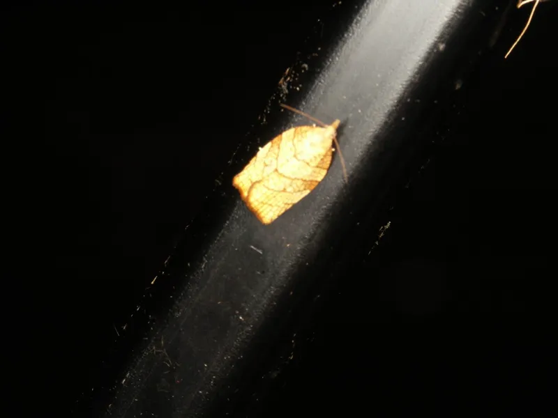 Plaga de ORUGAS DE LA PIEL, PANDEMIS SPP.