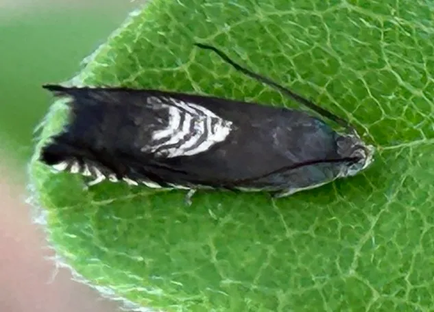 Plaga de CARPOCAPSA DE LAS CIRUELAS, GRAPHOLITA FUNEBRANA