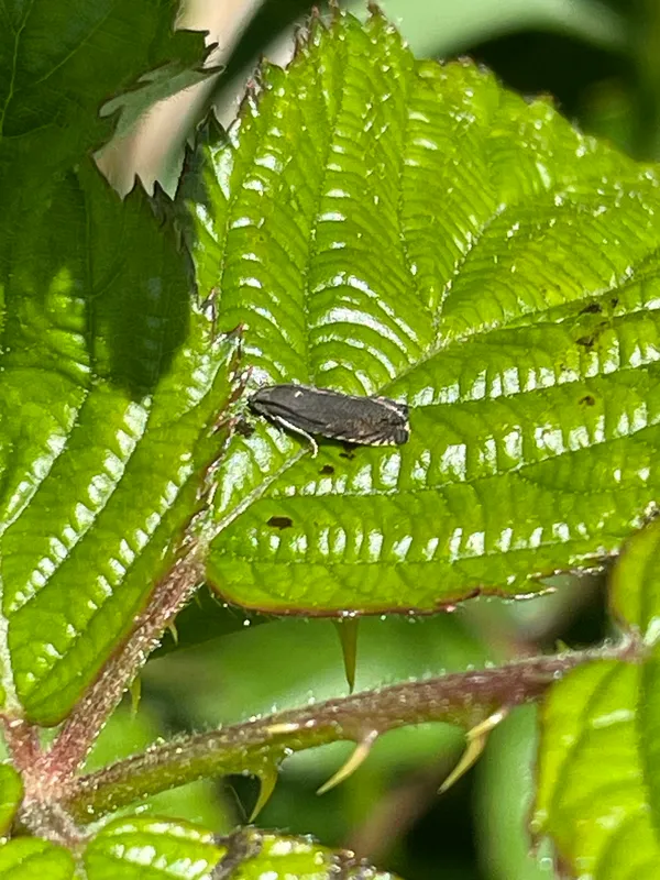 Plaga de POLILLA DEL GUISANTE, CYDIA NIGRICANA
