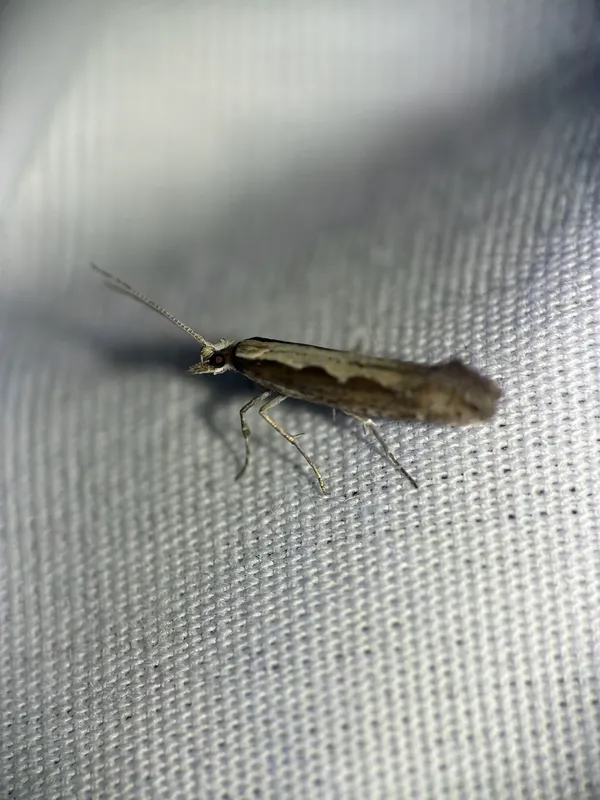 Plaga de POLILLA DE LAS CRUCÍFERAS, PLUTELLA XYLOSTELLA