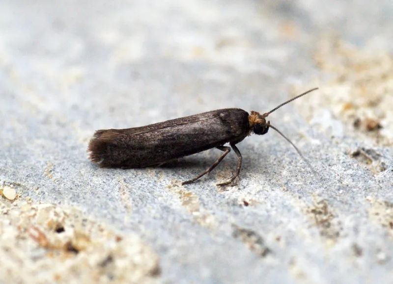 Plaga de PRAYS, POLILLA DEL OLIVO, PRAYS OLEAE