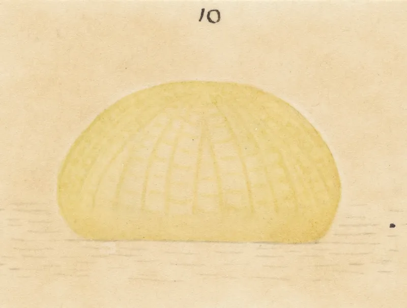 Plaga de PLUSIA, CHRYSODEIXIS CHALCITES