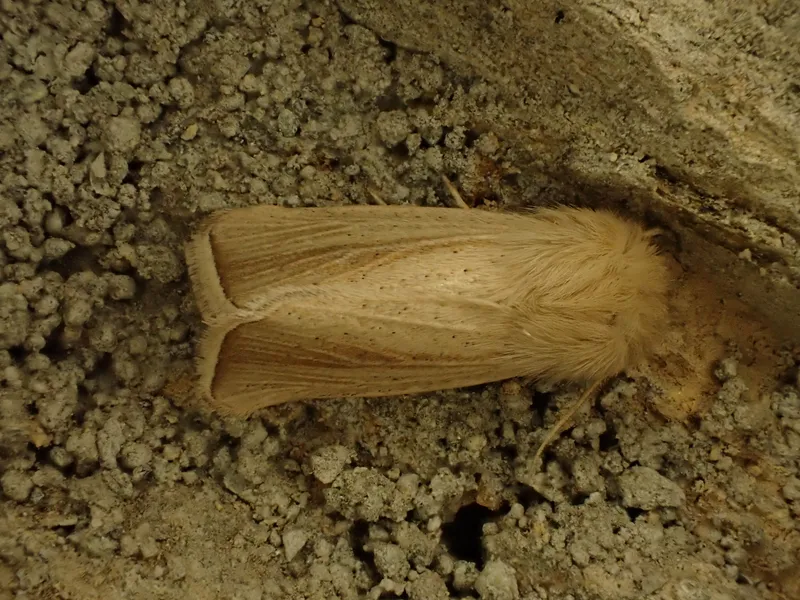 Plaga de TALADROS DEL MAÍZ, SESAMIA SPP.