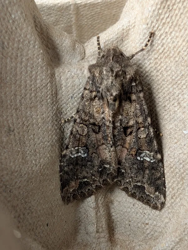 Plaga de NÓCTUA DE LA COL, MAMESTRA BRASSICAE