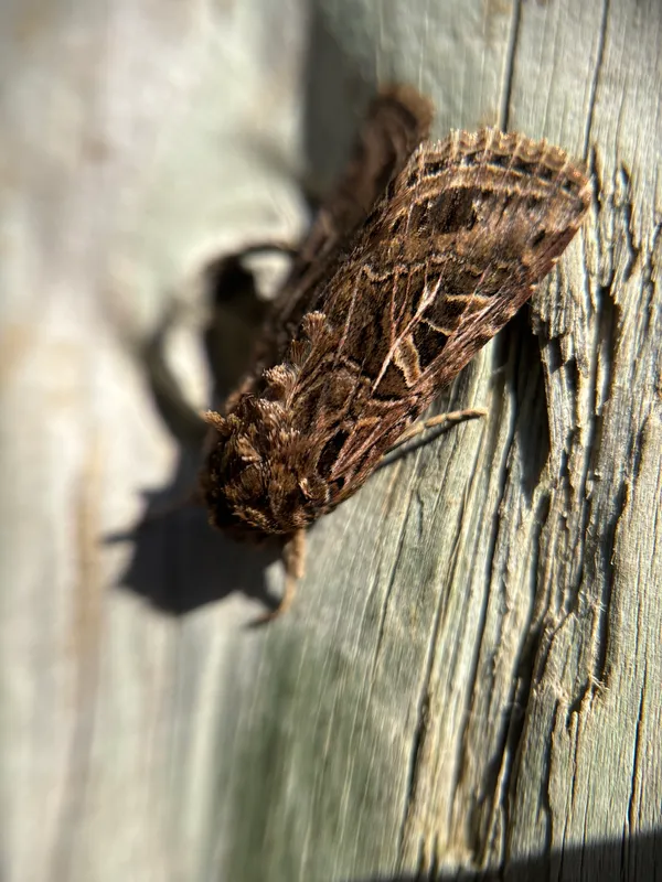 Plaga de ROSQUILLA NEGRA, SPODOPTERA LITTORALIS