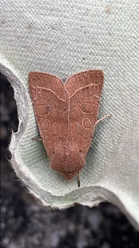 Plaga de ORUGA VERDE DEL ALMENDRO, ORTHOSIA CERASI
