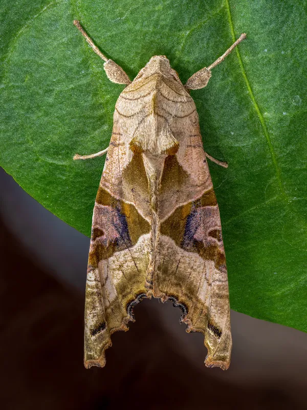 Plaga de PHLOGOPHORA METICULOSA