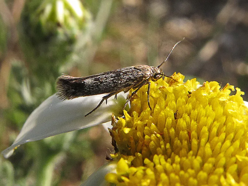 Plaga de PIRÁLIDOS, PYRALIDAE