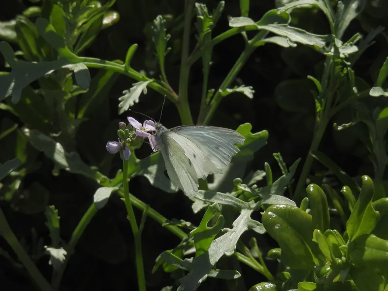 Plaga de MARIPOSAS DE LA COL, PIERIS SPP.
