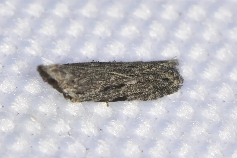 Plaga de MINADORA DE LOS BROTES Y FRUTOS, ANARSIA LINEATELLA