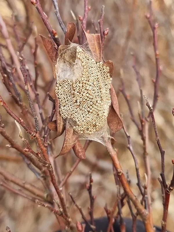 Plaga de VIEJECITA, ORGYIA ANTIQUA