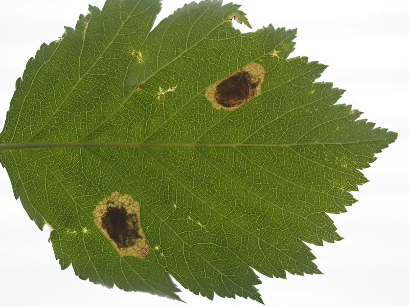 Plaga de CEMIOSTOMA, MINADOR CIRCULAR, LEUCOPTERA MALIFOLIELLA
