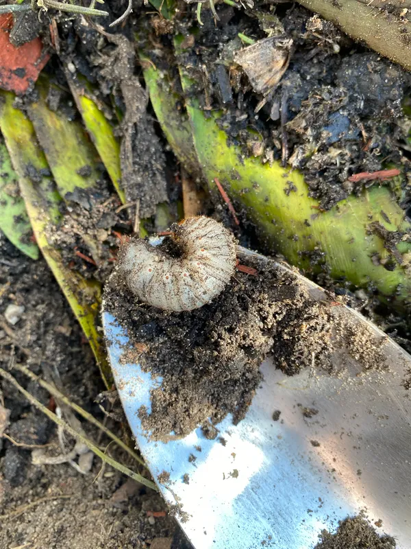 Plaga de ESCARABEIDOS, SCARABAEIDAE
