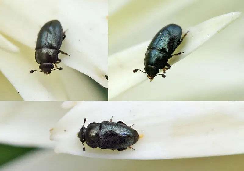 Plaga de MELIGETHES, BRASSICOGETHES AENEUS