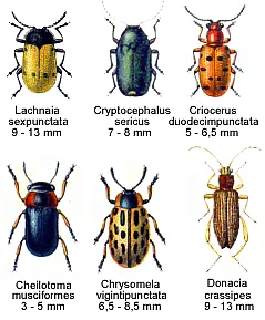 Plaga de CRISOMÉLIDOS, CHRYSOMELIDAE