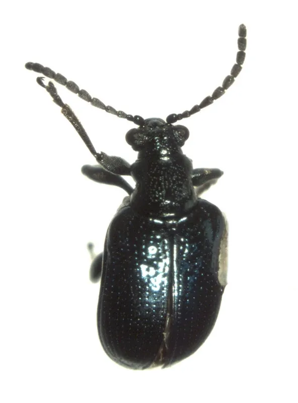 Plaga de LEMA, BABOSILLA, OULEMA MELANOPUS