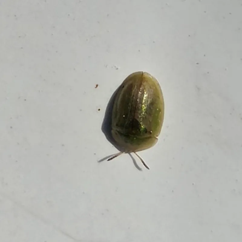 Plaga de CÁSIDA DE LA REMOLACHA, CASSIDA VITTATA
