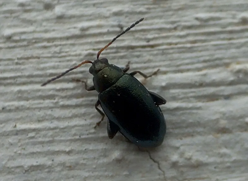 Plaga de PULGUILLA DE LA COL, PHYLLOTRETA SPP.