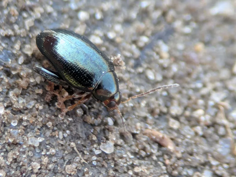 Plaga de PULGUILLA DE LA COL, PSYLLIODES CHRYSOCEPHALA