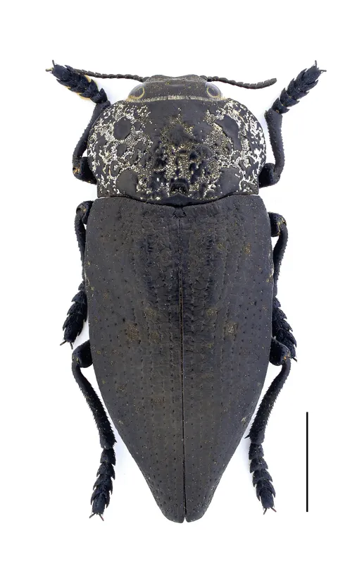 Plaga de GUSANO CABEZUDO, CAPNODIS TENEBRIONIS