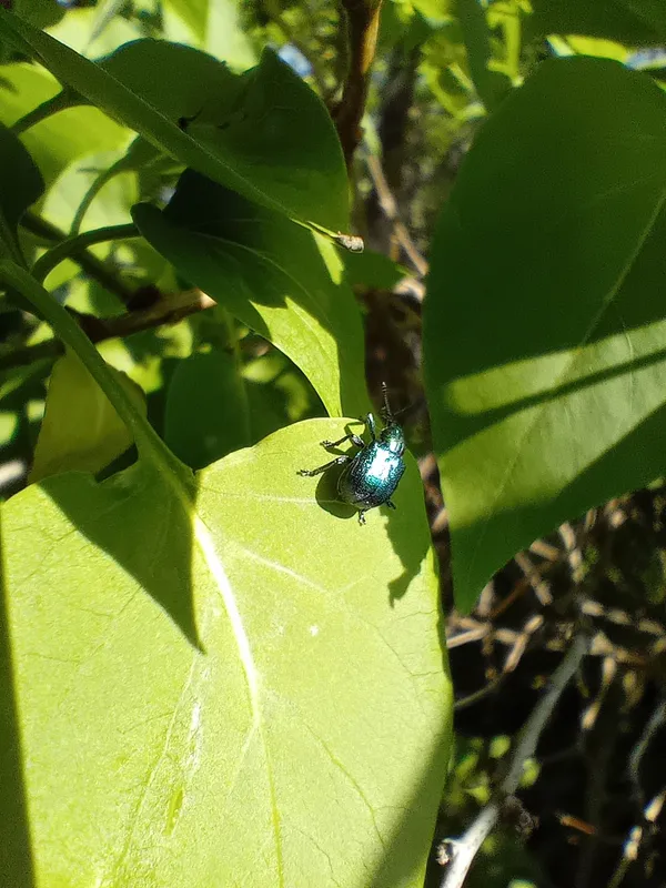 Plaga de CIGARRERO DE LA VID, BYCTISCUS BETULAE
