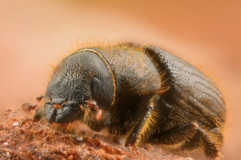 Plaga de ESCOLÍTIDOS, SCOLYTIDAE