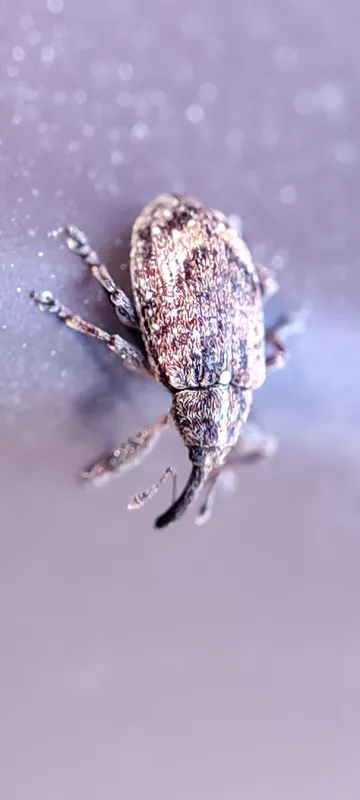 Plaga de GORGOJO DE LA FLOR DEL MANZANO, ANTHONOMUS POMORUM