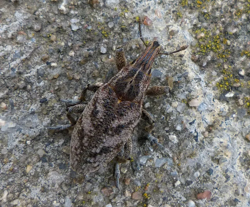 Plaga de CLEONUS, CONORHYNCHUS MENDICUS