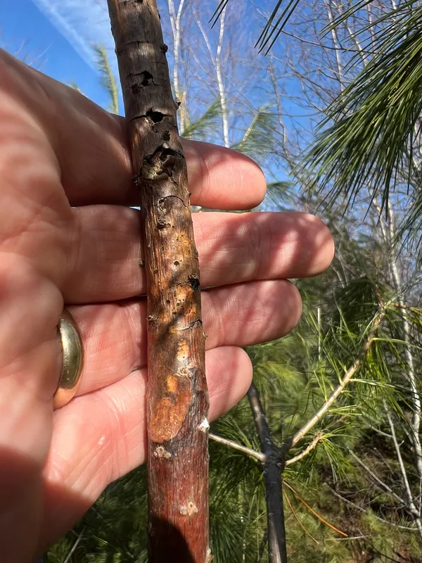 Plaga de GORGOJOS DEL PINO, PISSODES SPP.