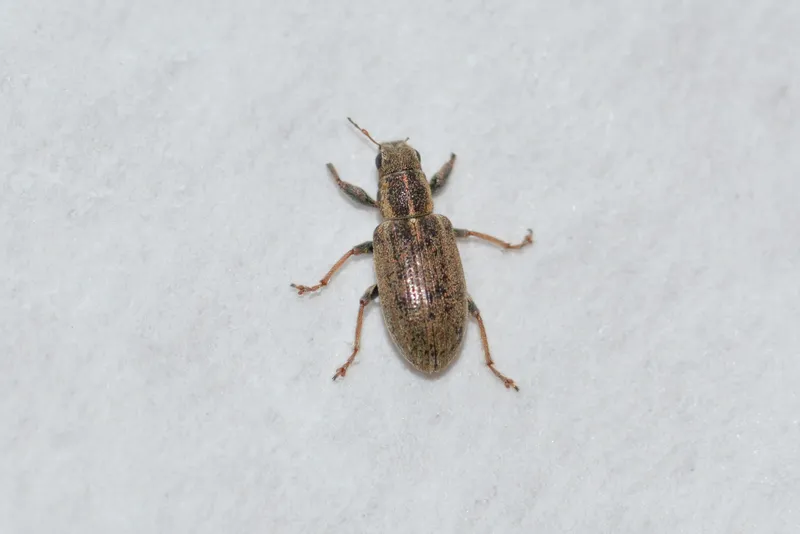 Plaga de SITONAS, SITONA SPP.