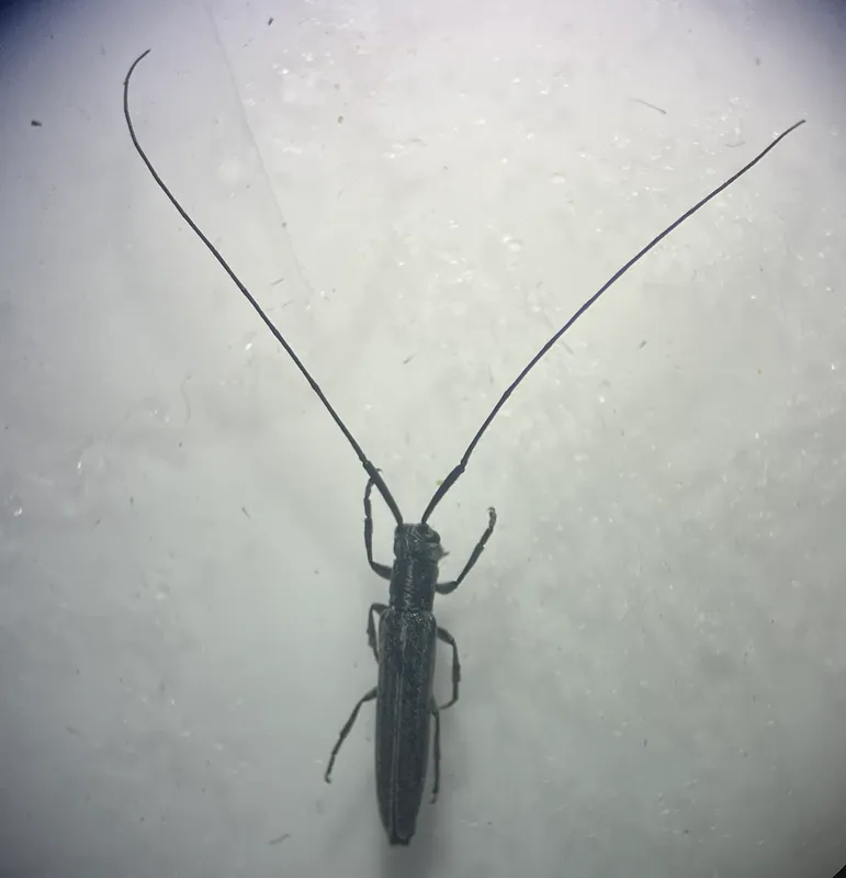 Plaga de TRONCHAESPIGAS, AGUIJONERO, CALAMOBIUS FILUM