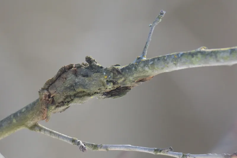 Plaga de SAPERDAS DEL CHOPO, SAPERDA SPP.