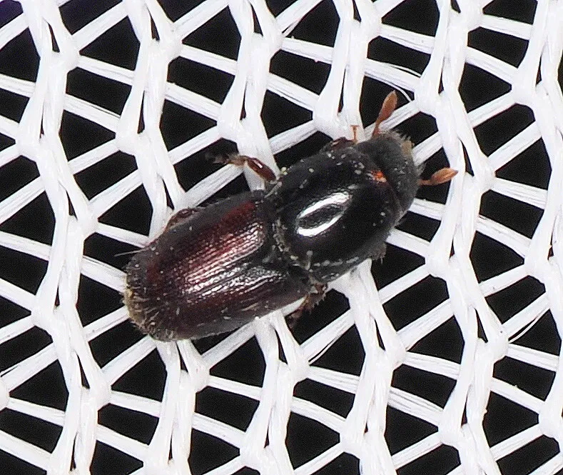 Plaga de BARRENILLO DEL ALMENDRO, SCOLYTUS AMYGDALI