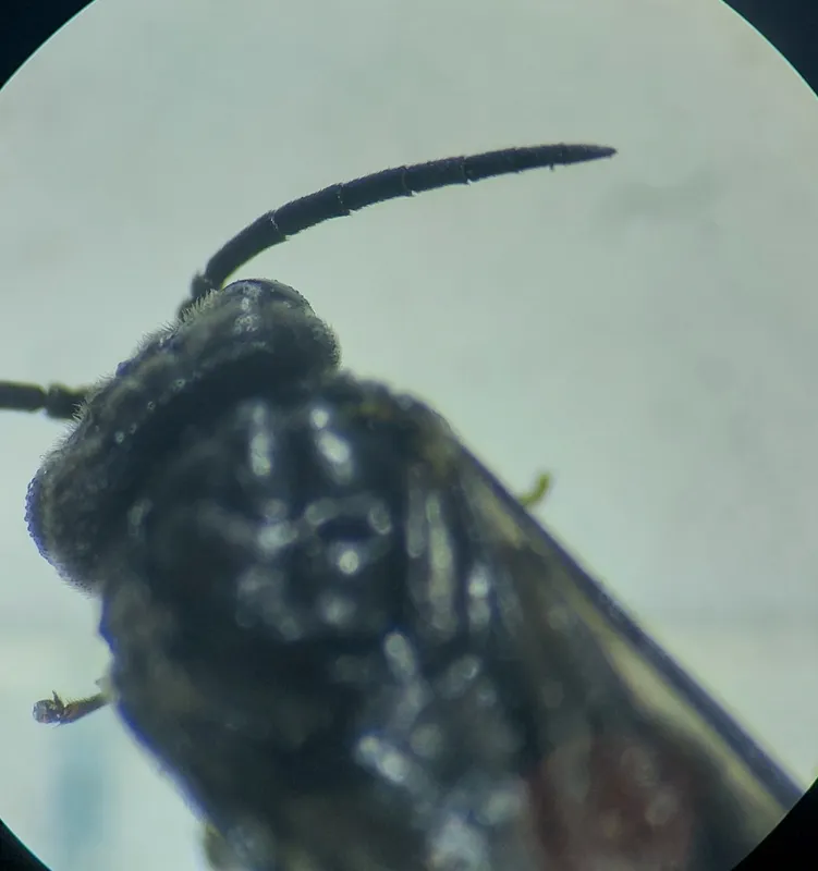 Plaga de TENTREDÍNIDO DEL TALLO DEL ROSAL, ARDIS SULCATA