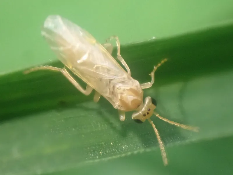 Plaga de HOPLOCAMPA, HOPLOCAMPA SPP.