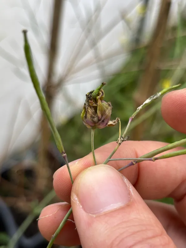Plaga de MOSQUITA DE LA COL, CONTARINIA NASTURTII