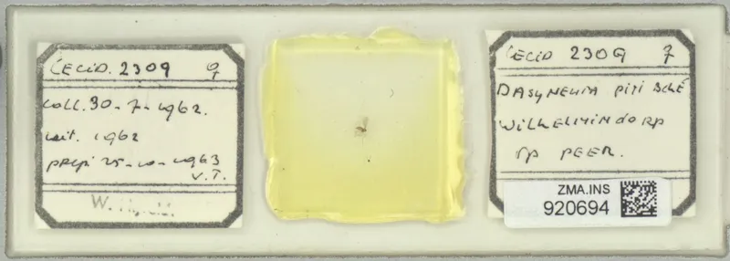 Plaga de PERRISIA, CIGARRERO DEL PERAL, DASINEURA PYRI